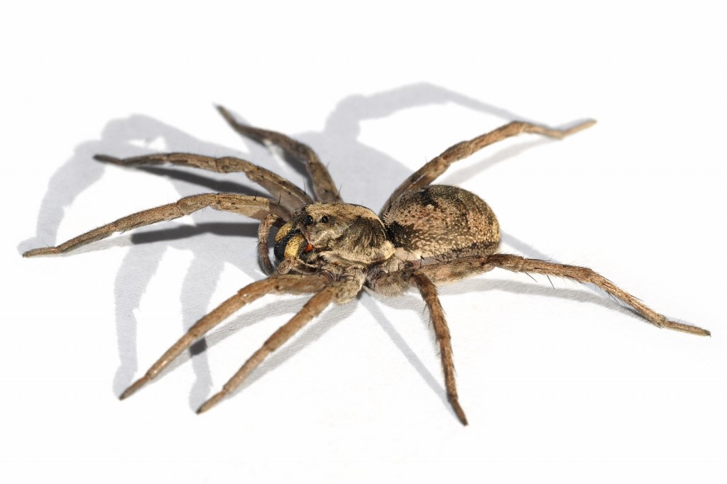 Wolf Spider