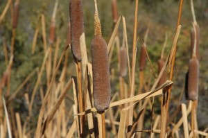 cattail sword fighting