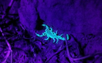 scorpions under UV light