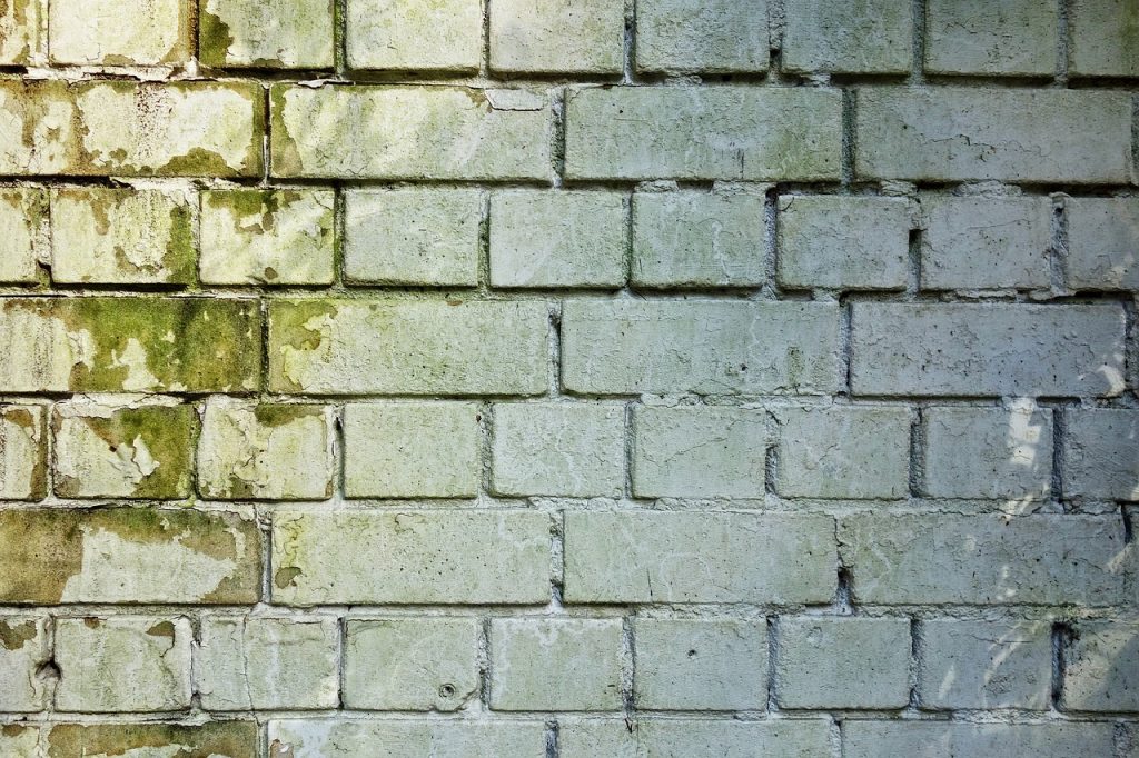 mold on brick