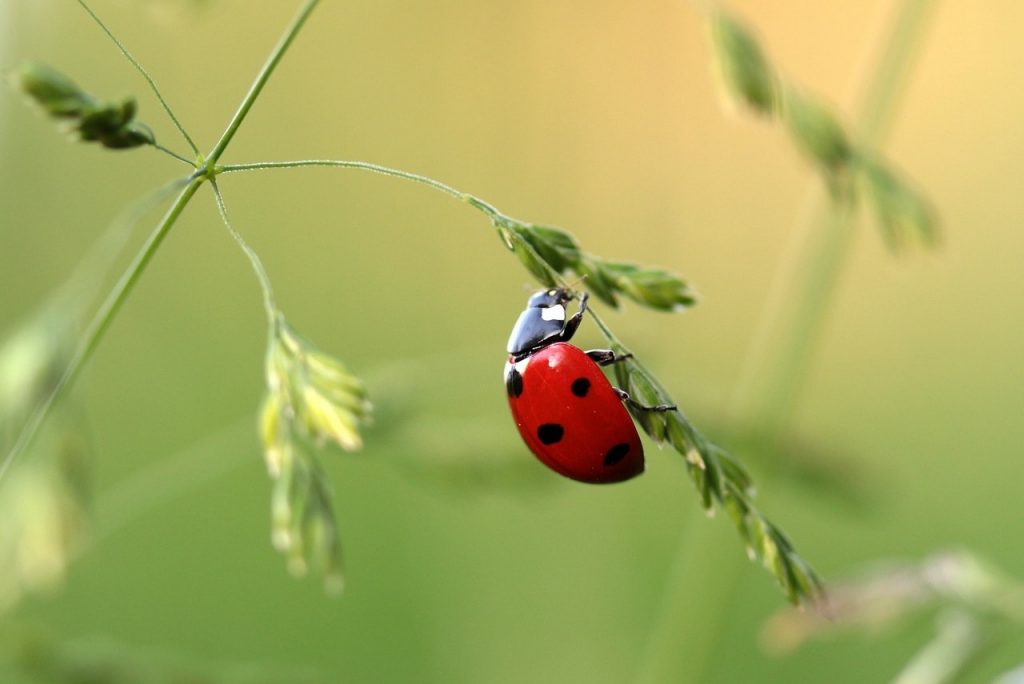 insects invading home