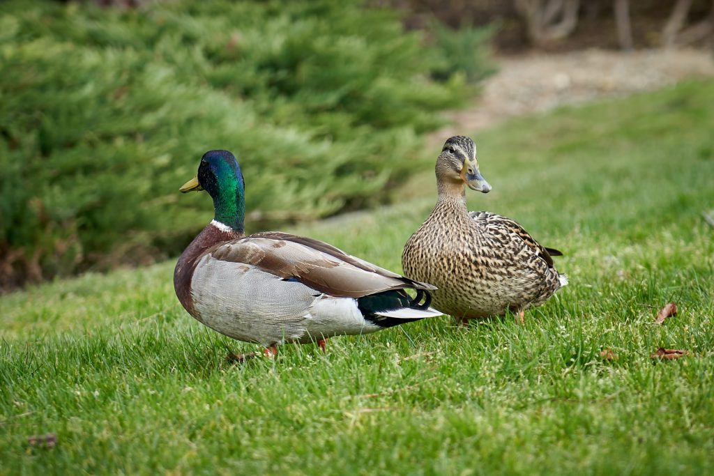 farm animals ducks