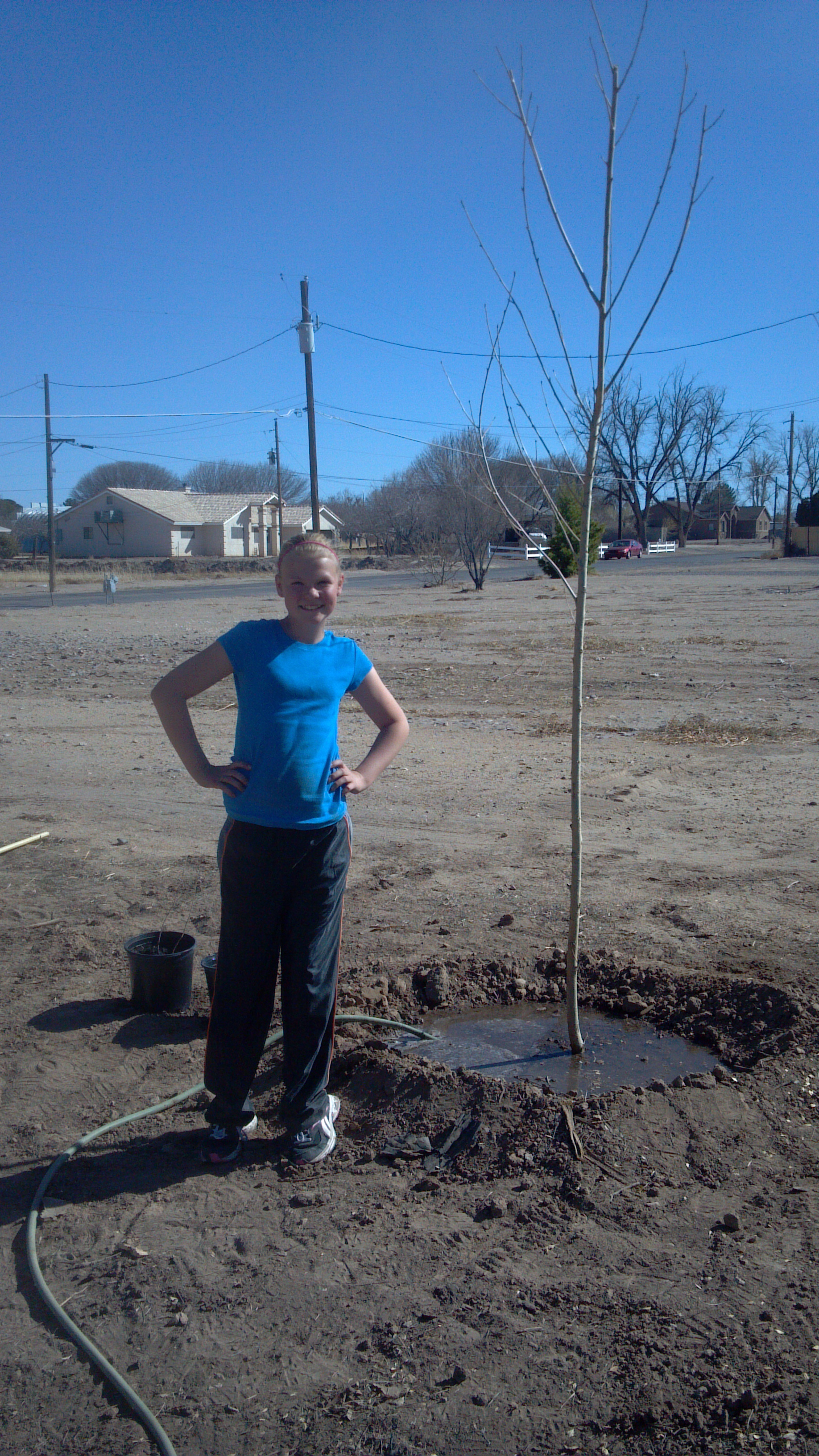 Planting new trees
