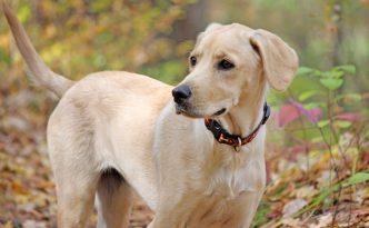 yellow lab